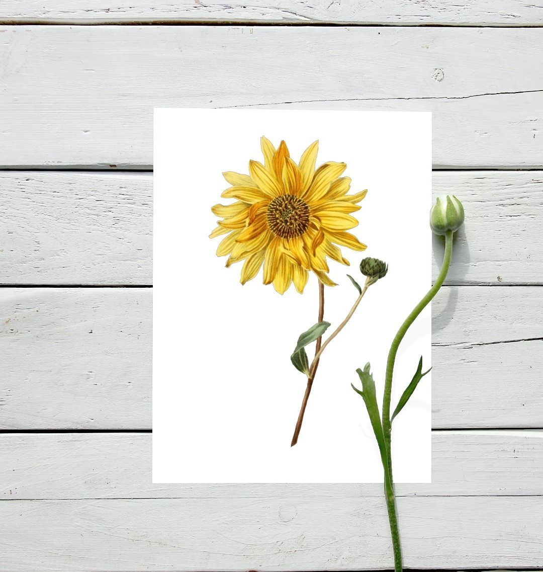 Sunflower Wall Art